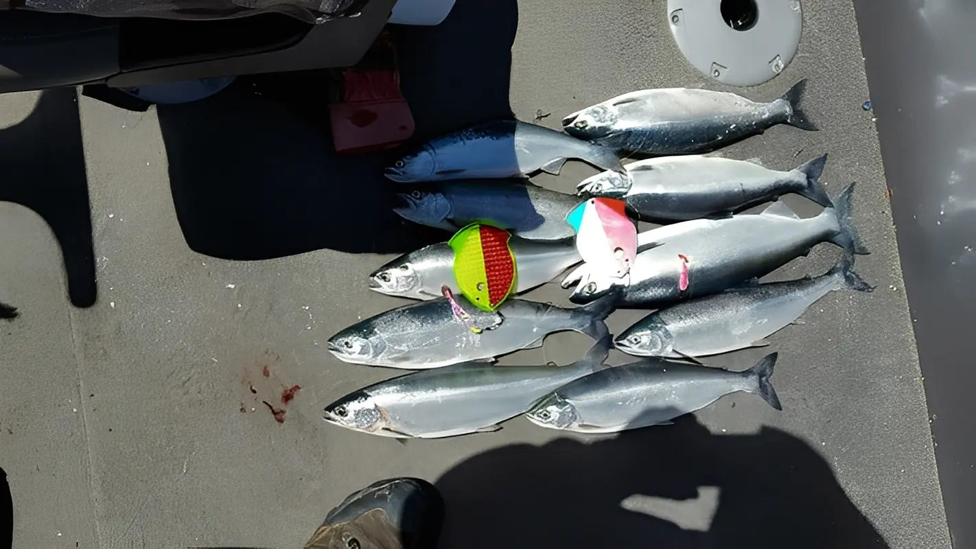 Freshly caught fish with colorful fishing lures.
