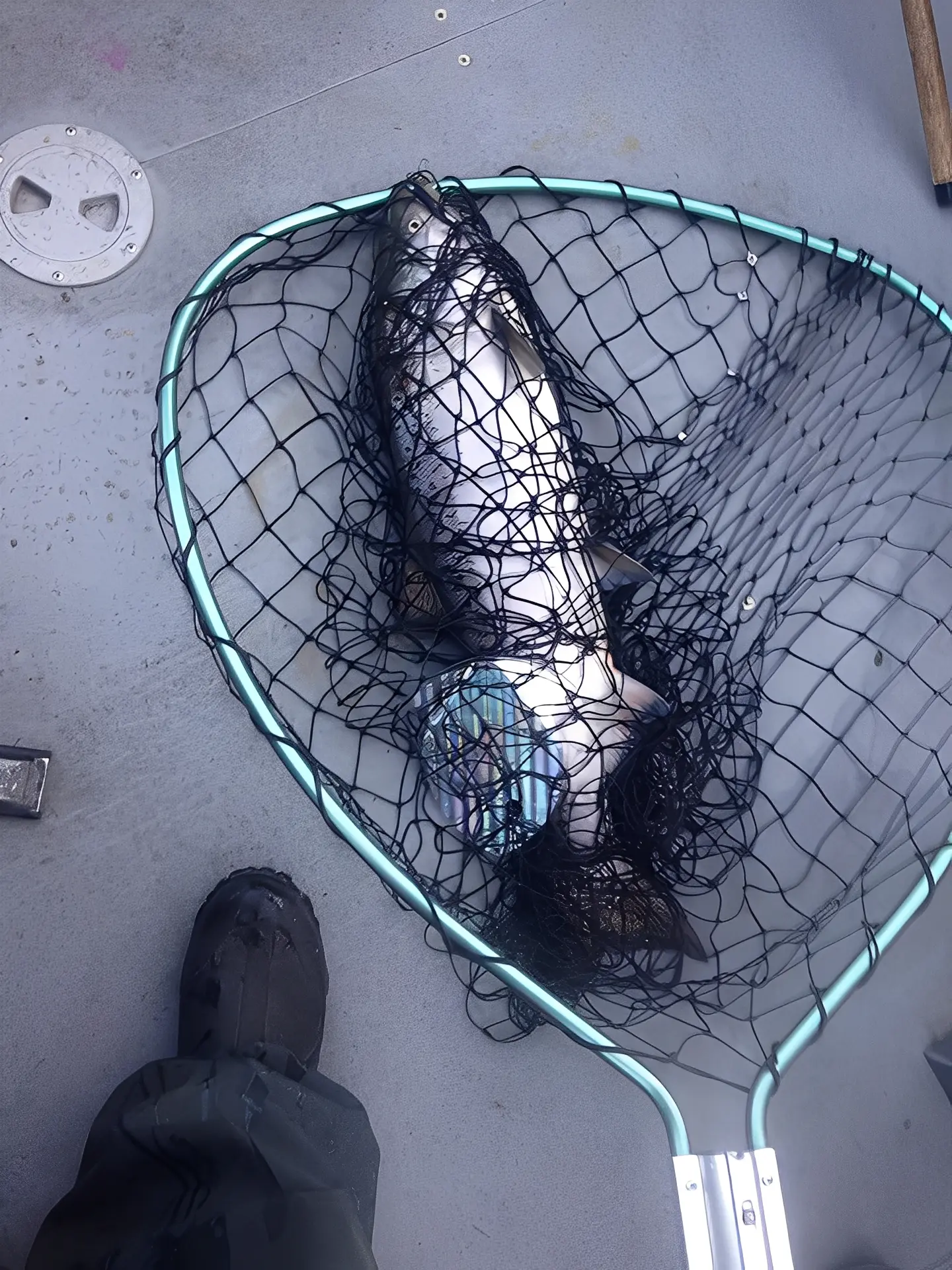 Fish caught in a net on boat.