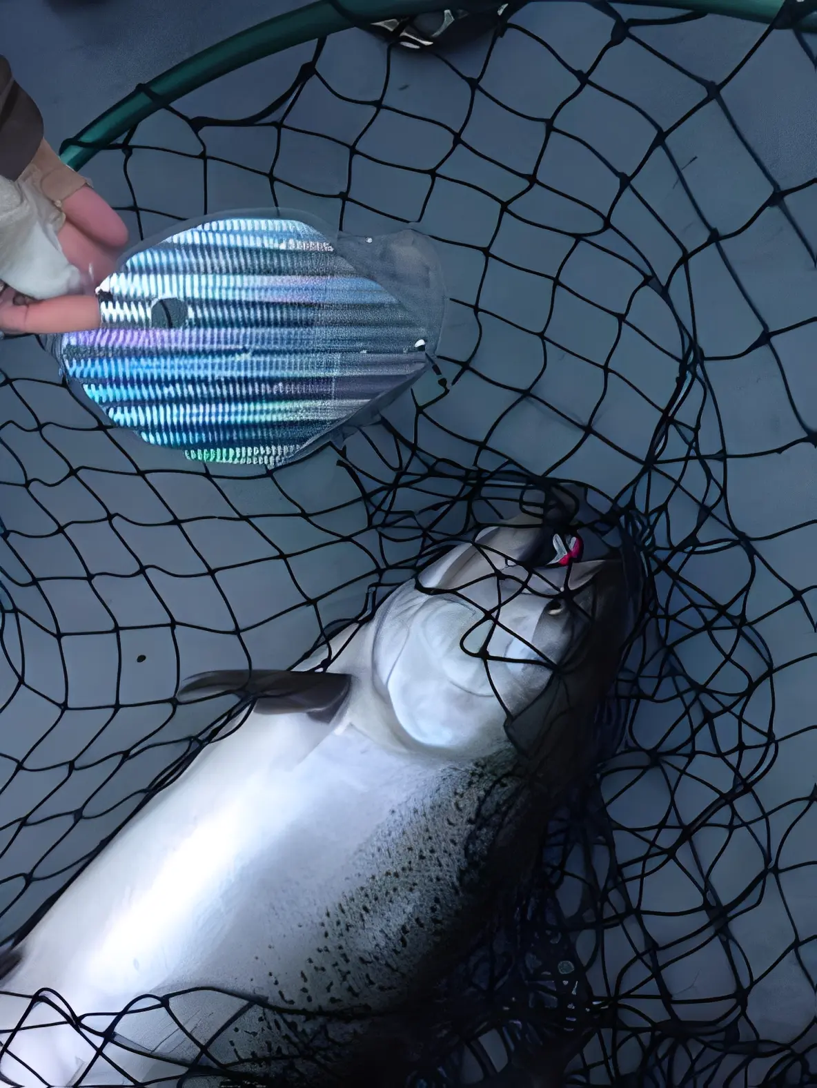 Fish in net with lure beside it.