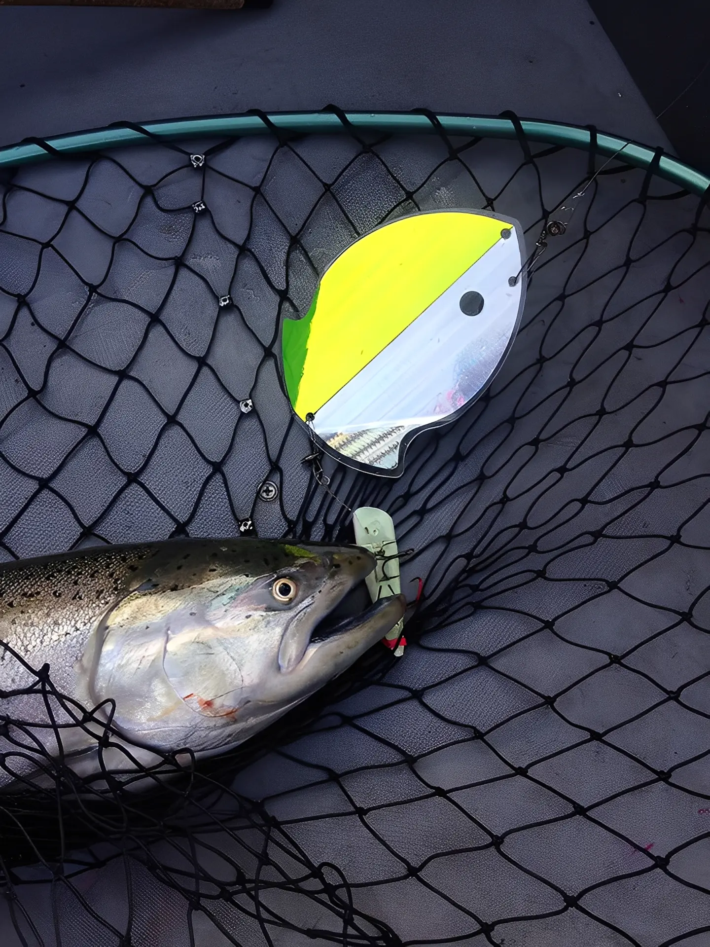 Fish in net with bright fishing lure.