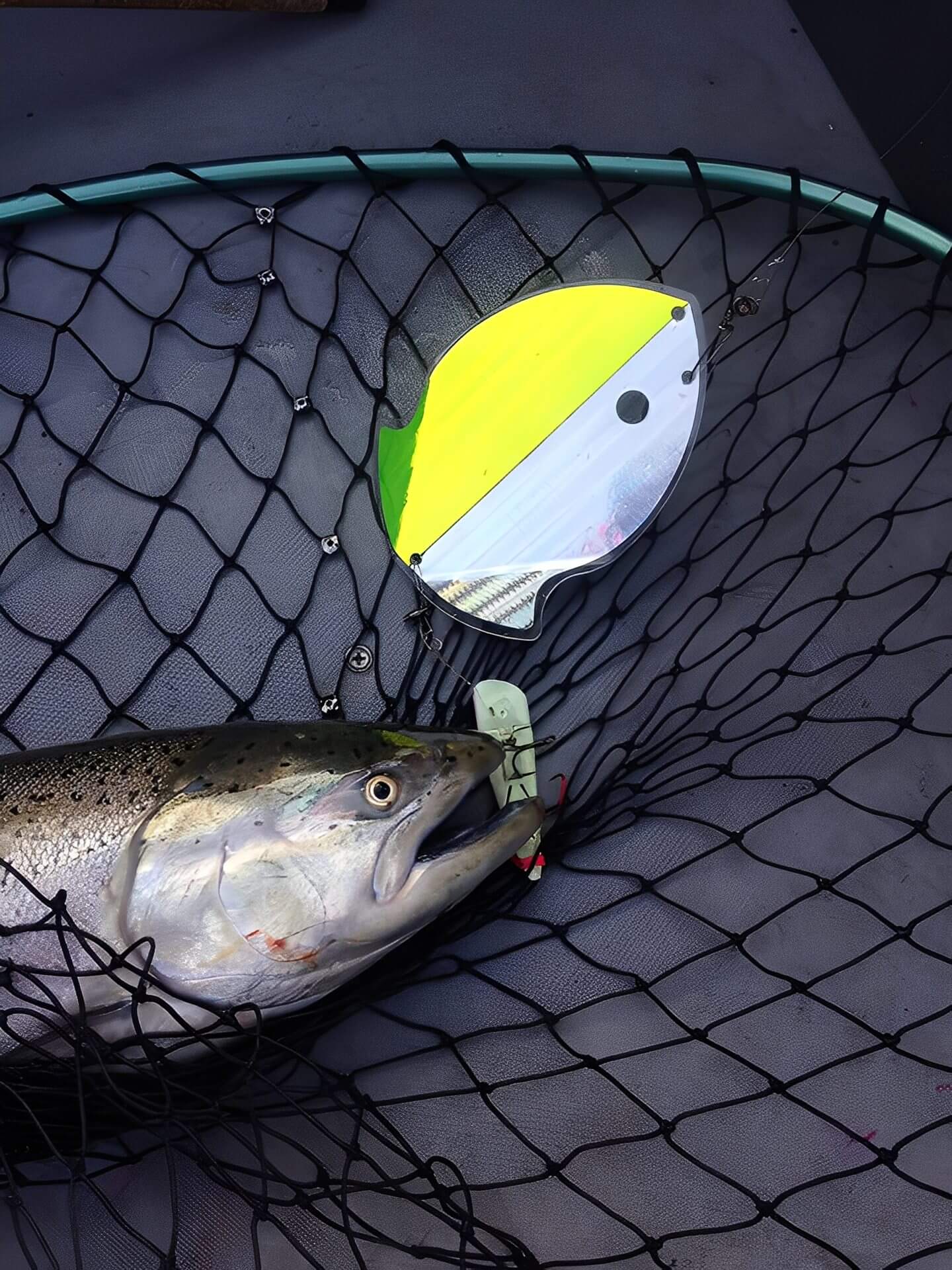 Fish in net with bright fishing lure.